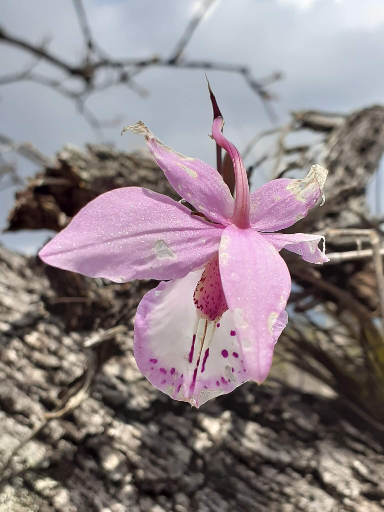 Barkeria spectabilis